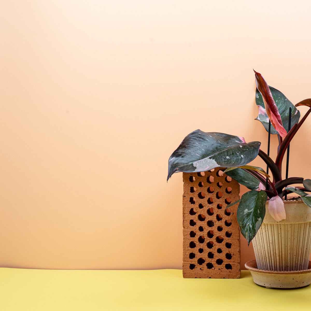 Philodendron Pink Princess – Unikat-Panaschierung je Blatt