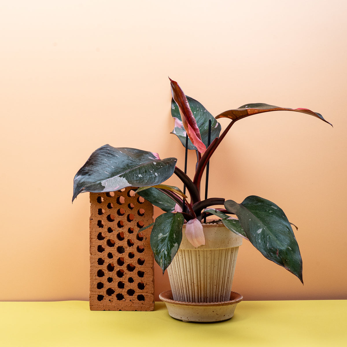 Philodendron Pink Princess, junge dunkle Blätter