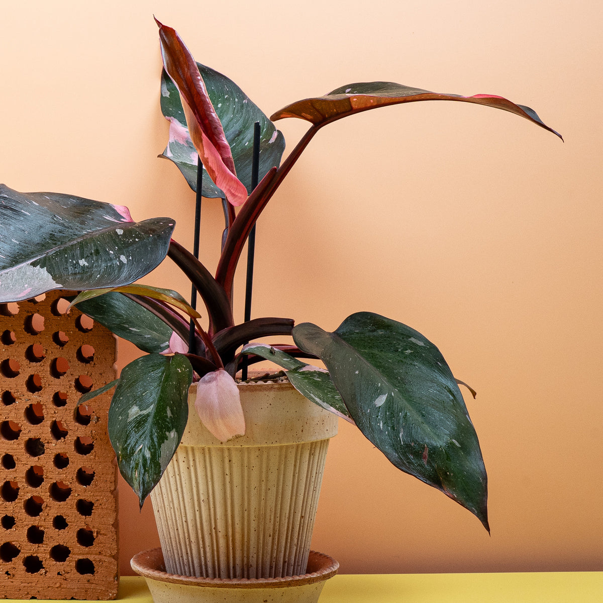 Philodendron Pink Princess mit großflächigen pinken Partien