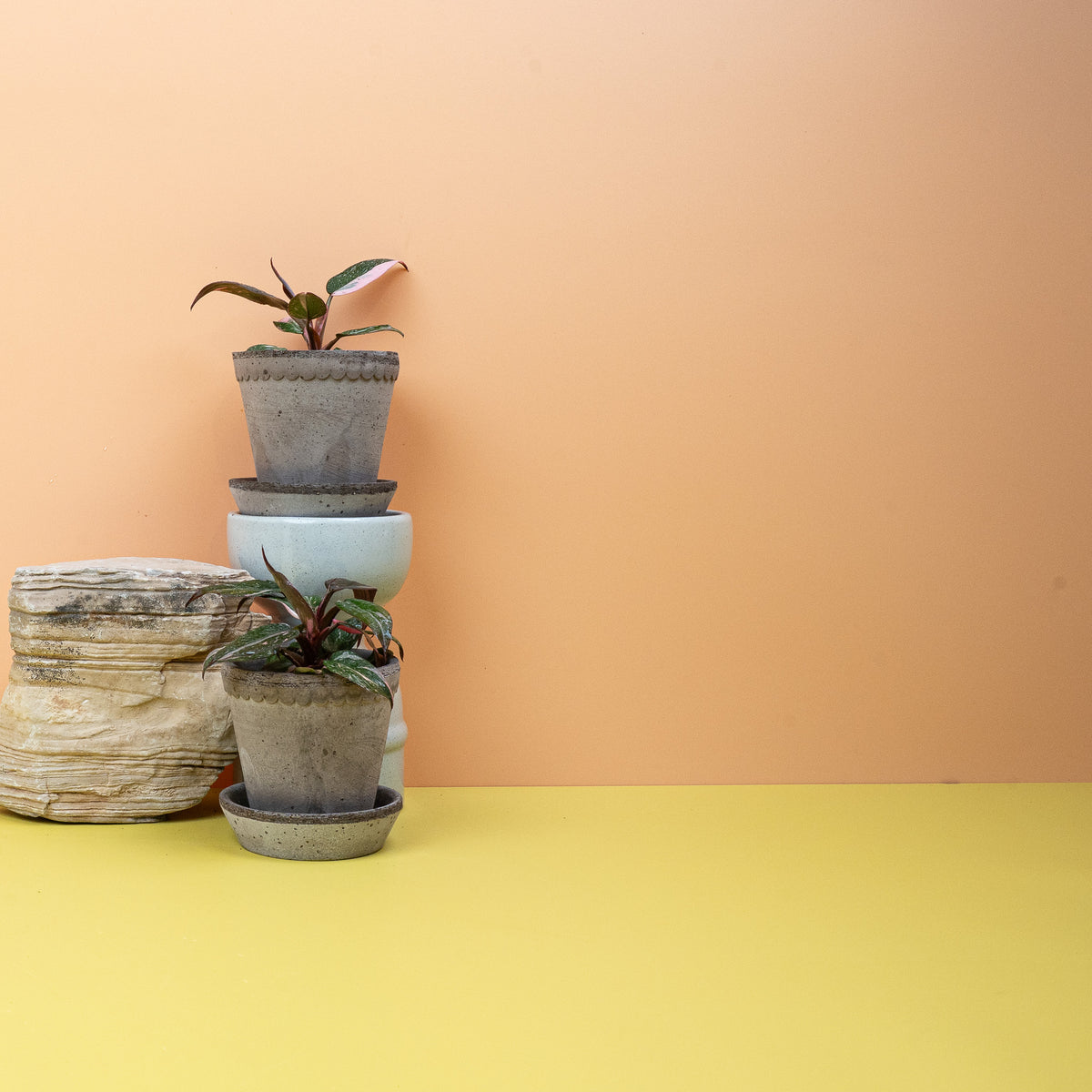 Philodendron Pink Princess – Panaschierung je Blatt unterschiedlich