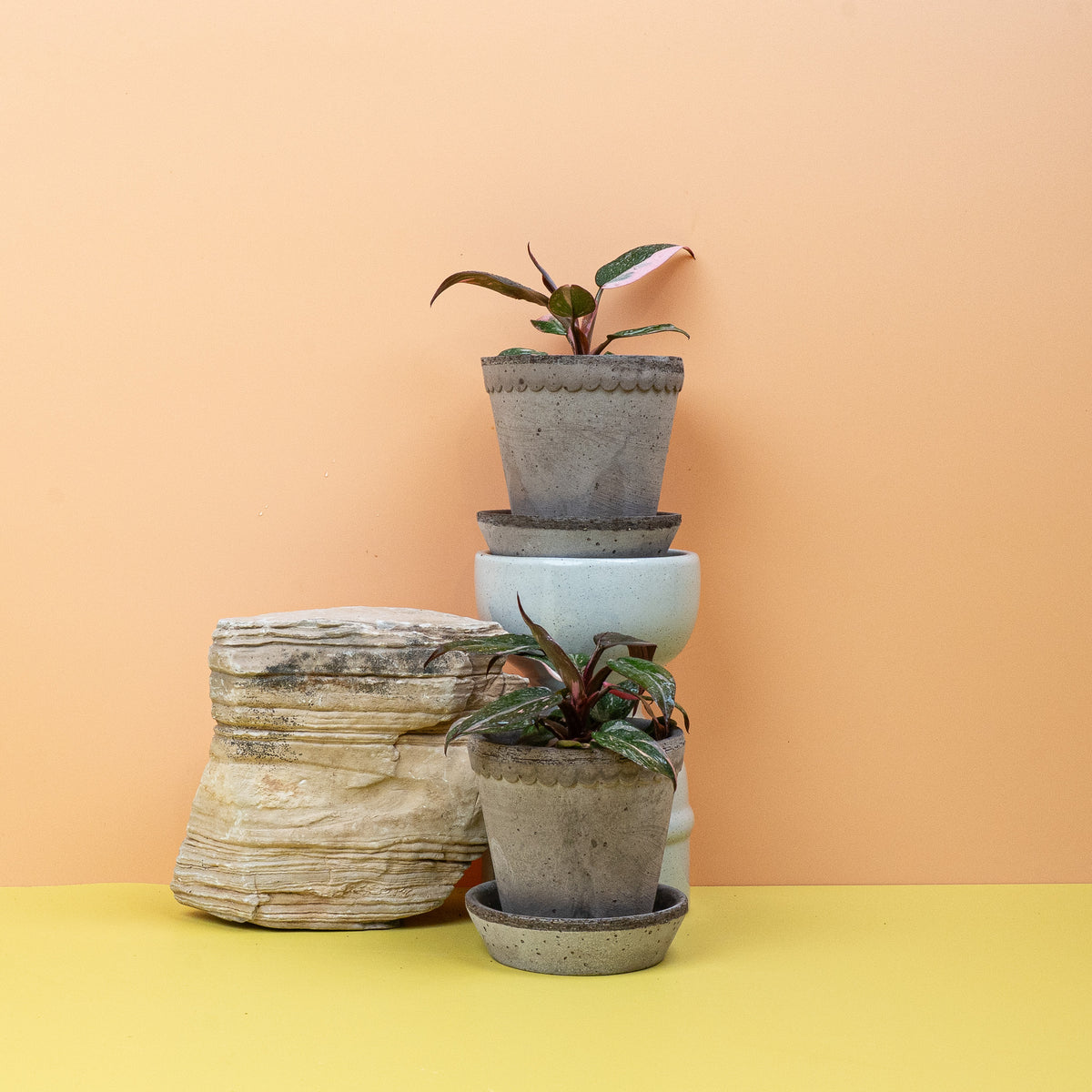 Philodendron Pink Princess, panaschiertes Sammlerstück – potflourri
