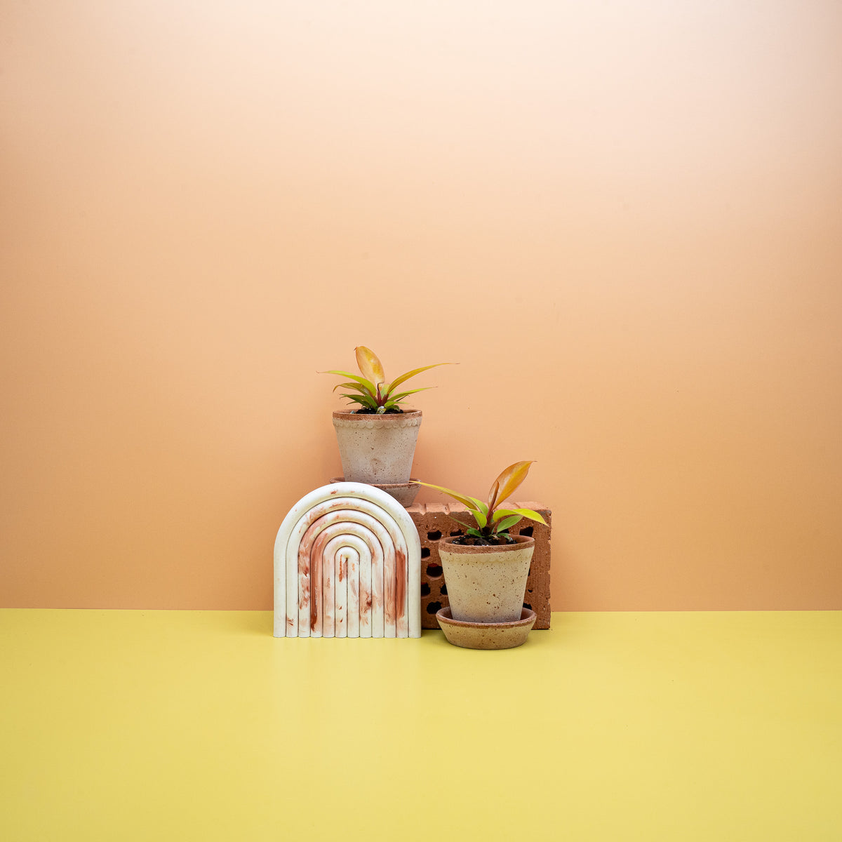 Philodendron Prince of Orange – orange Austriebe an der Pflanzenbasis – potflourri