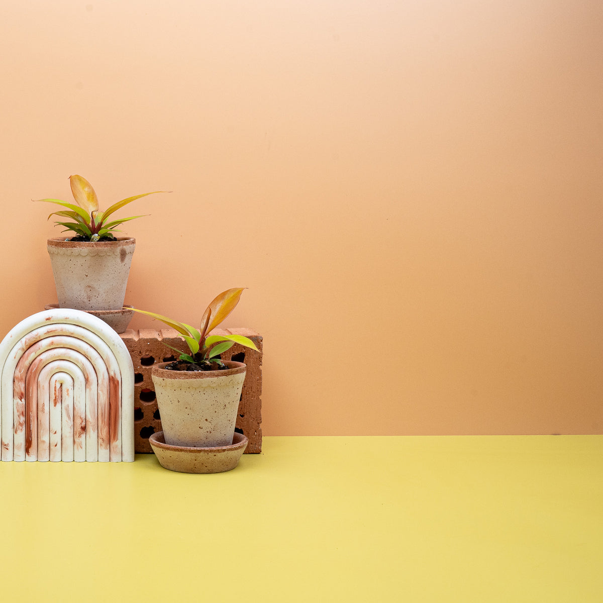 Philodendron Prince of Orange – Ansicht 13