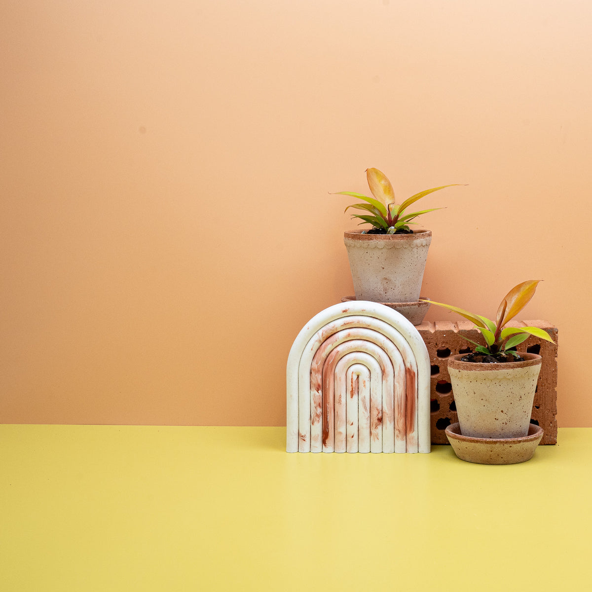Philodendron Prince of Orange – Ansicht 14