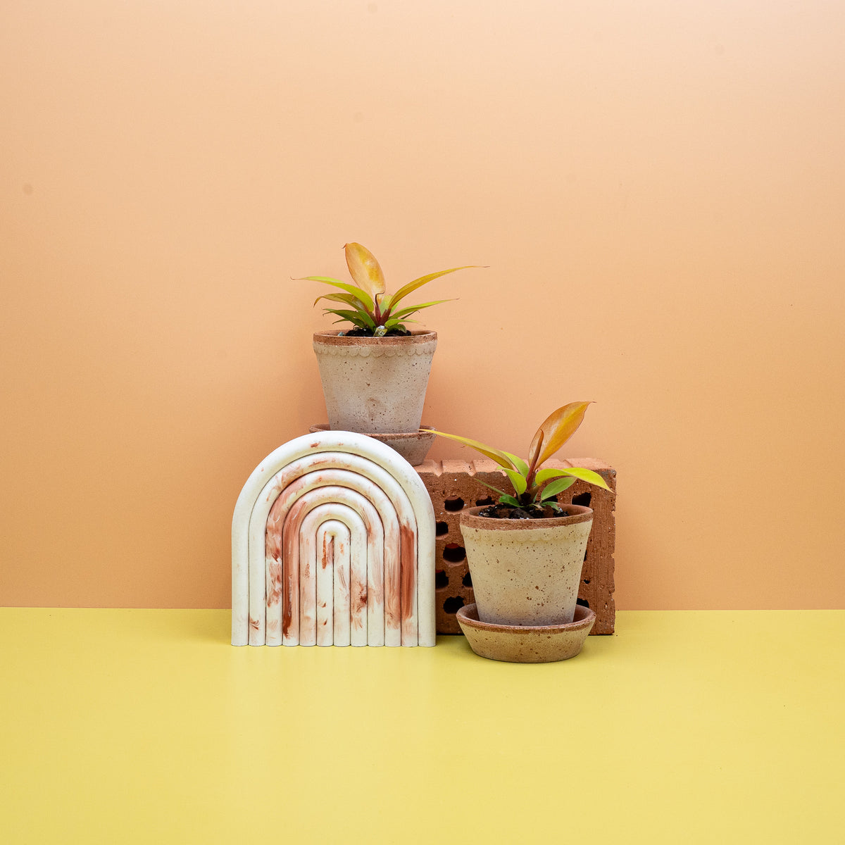 Philodendron Prince of Orange – kompakter Wuchs für Regal und Sideboard – potflourri