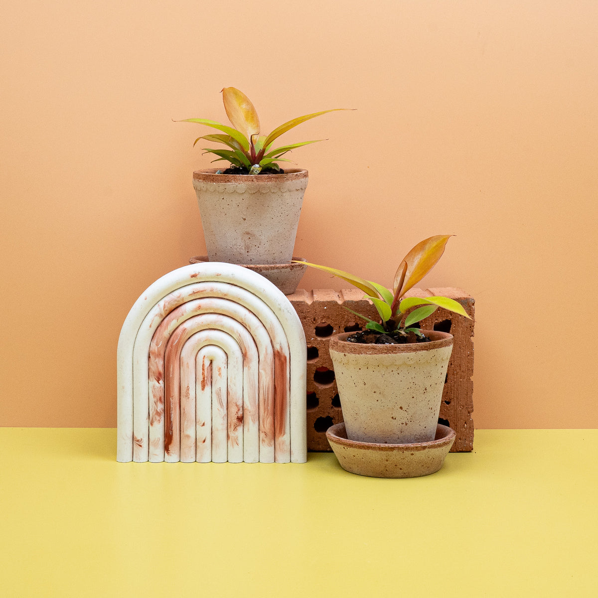 Philodendron Prince of Orange – Ansicht 15