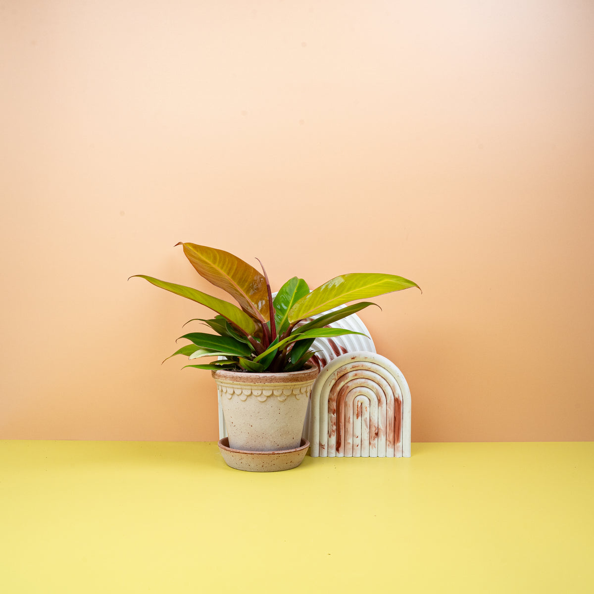 Philodendron Prince of Orange, orange-kupferfarbene Austriebe