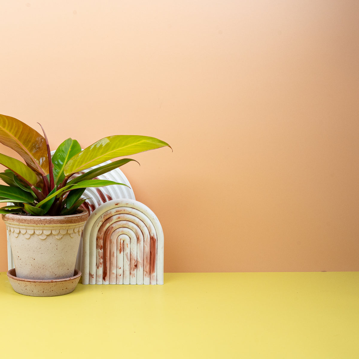 Philodendron Prince of Orange – wechselt zu Dunkelgrün