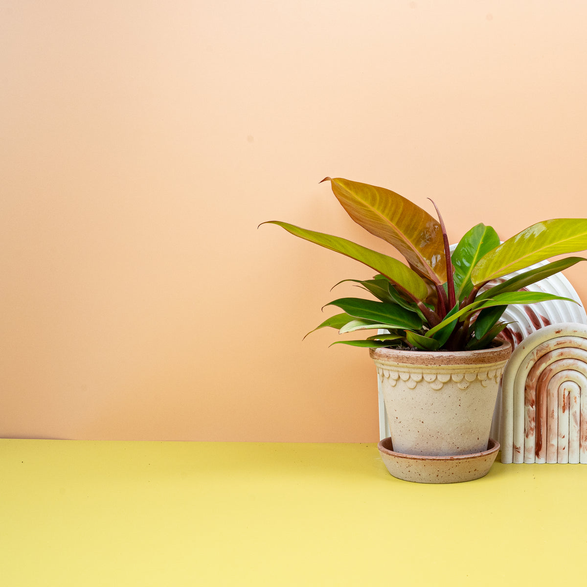 Philodendron Prince of Orange – ganzjähriger Farbwechsel
