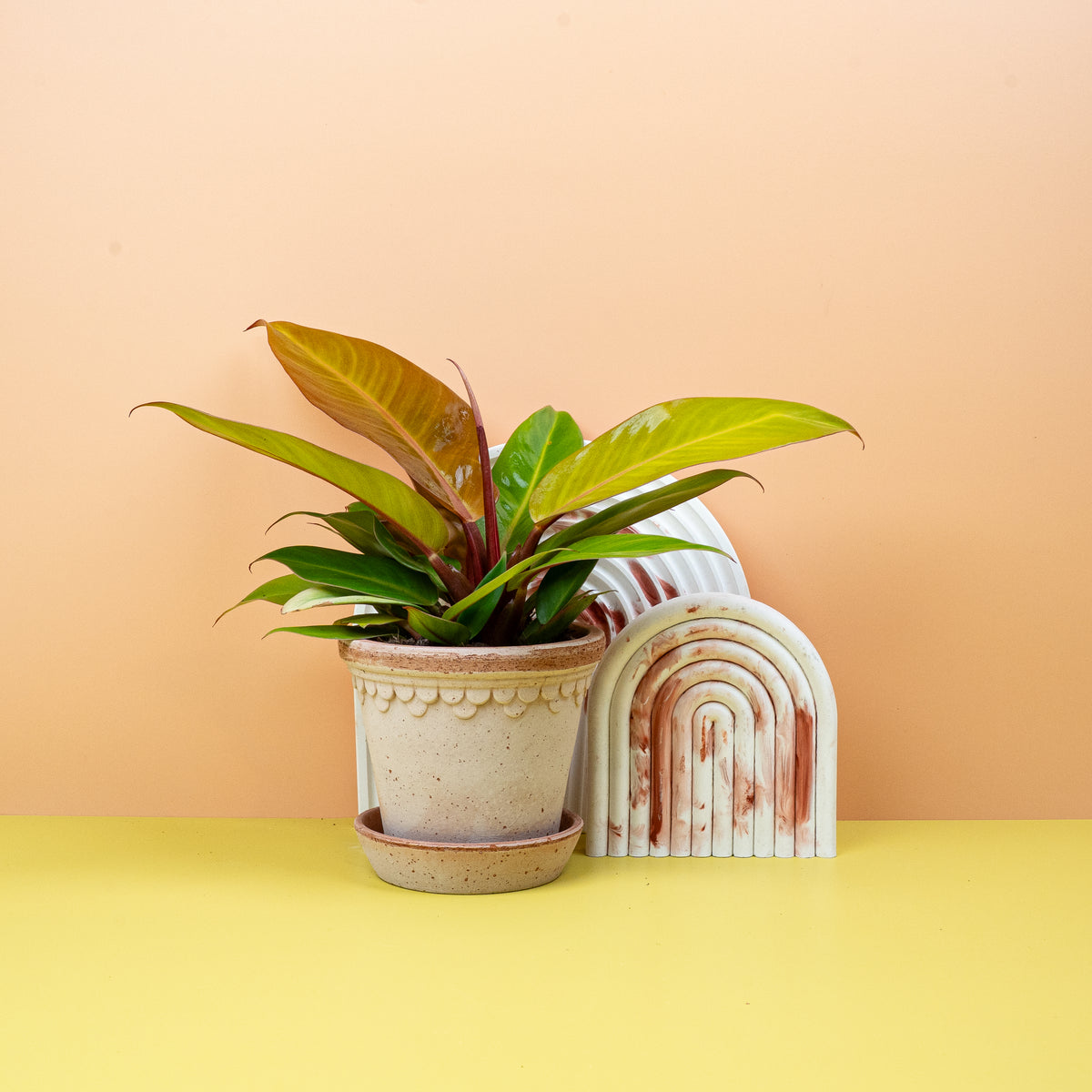 Philodendron Prince of Orange – Zimmerpflanze mit Farbverlauf – potflourri