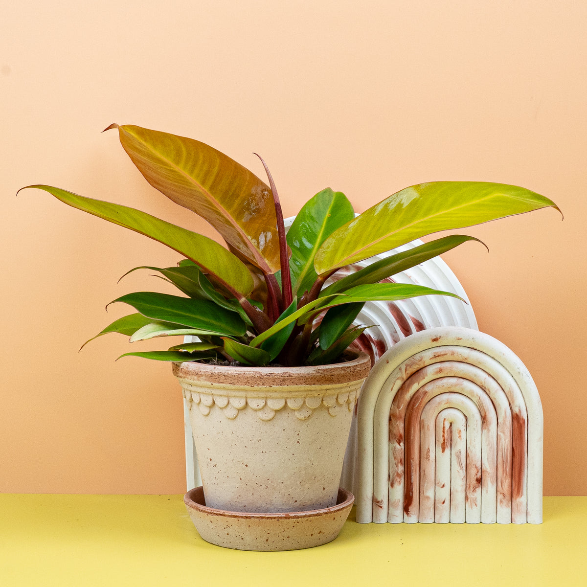 Philodendron Prince of Orange, kompakter Wuchs