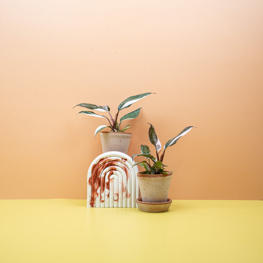Philodendron Red Anderson, dunkelrote Blätter mit pinken Variegationen – potflourri