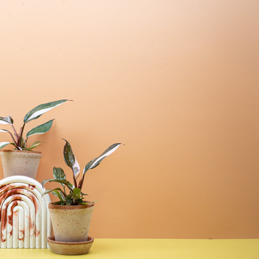 Philodendron Red Anderson, dunkelrote Blätter mit pinken Variegationen – potflourri
