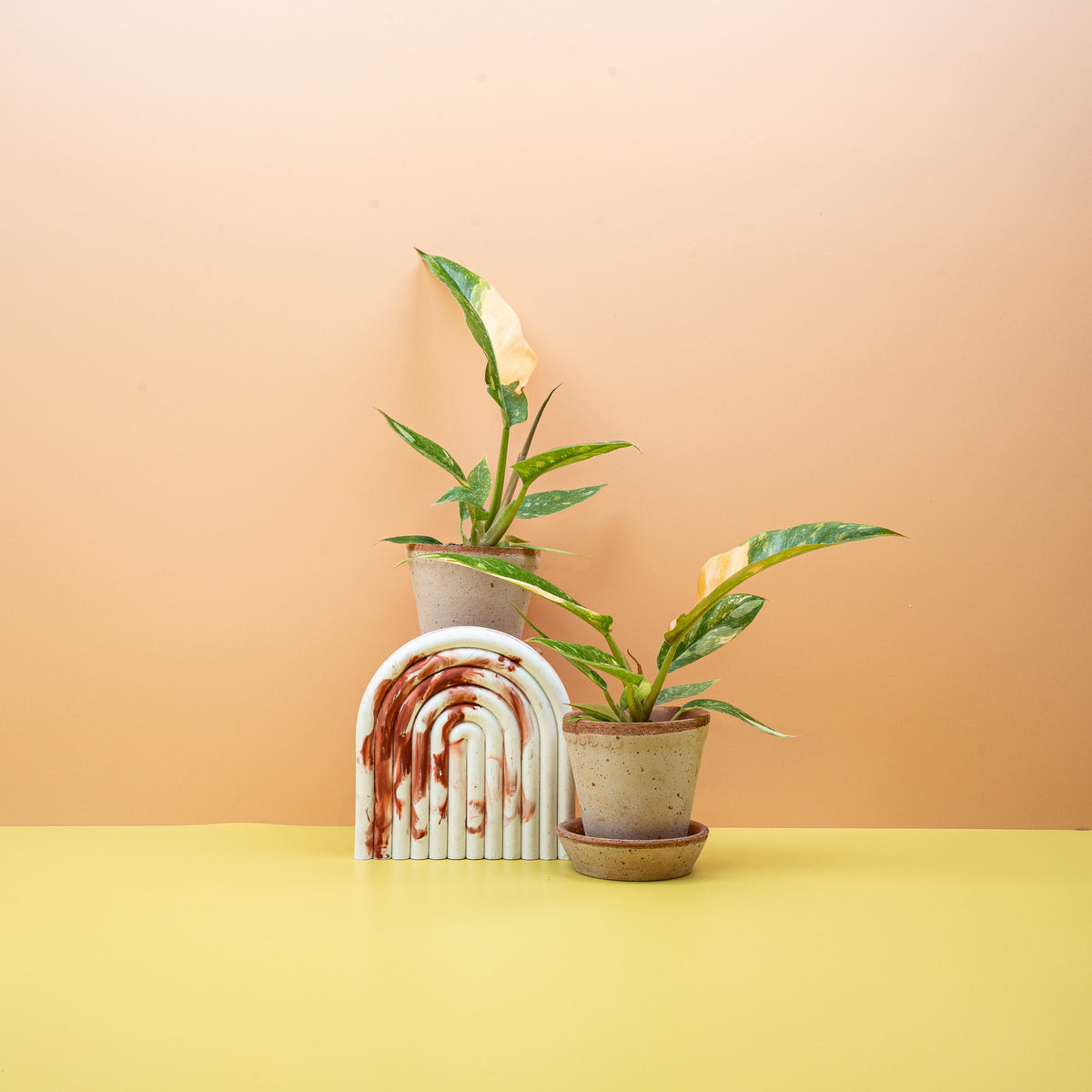 Philodendron Ring of Fire – gezackte Blätter mit Cremeanteilen