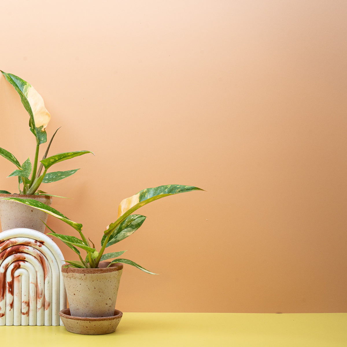 Philodendron Ring of Fire – orangefarbene Blattbereiche