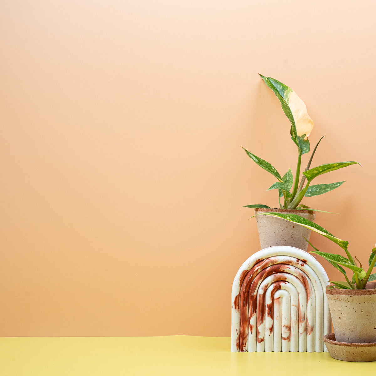 Philodendron Ring of Fire im Kulturtopf – potflourri