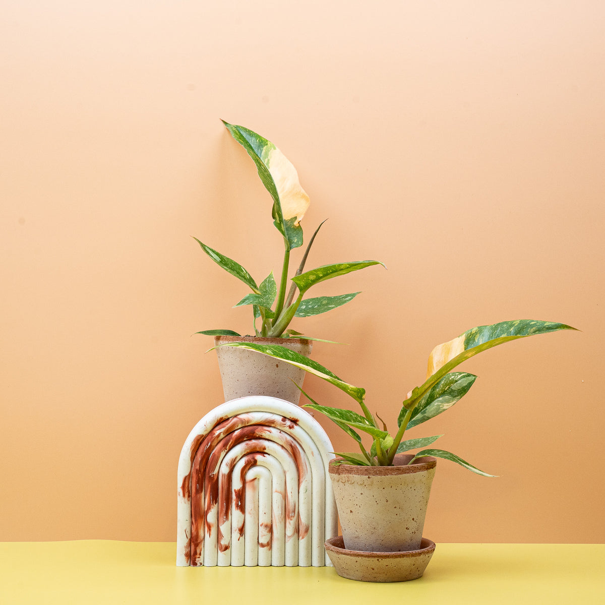Philodendron Ring of Fire – chimärische Panaschierung im Detail