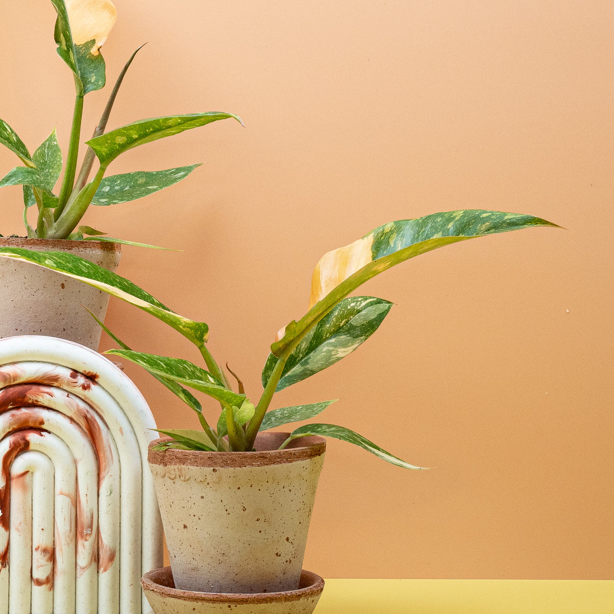 Philodendron Ring of Fire – tief eingeschnittene Blattform