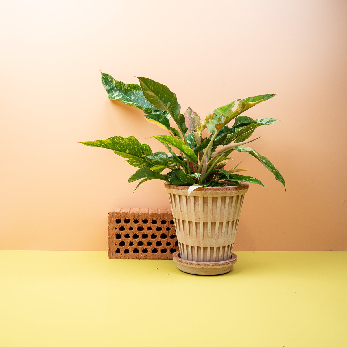 Philodendron Ring of Fire – Neuaustrieb mit heller Zeichnung