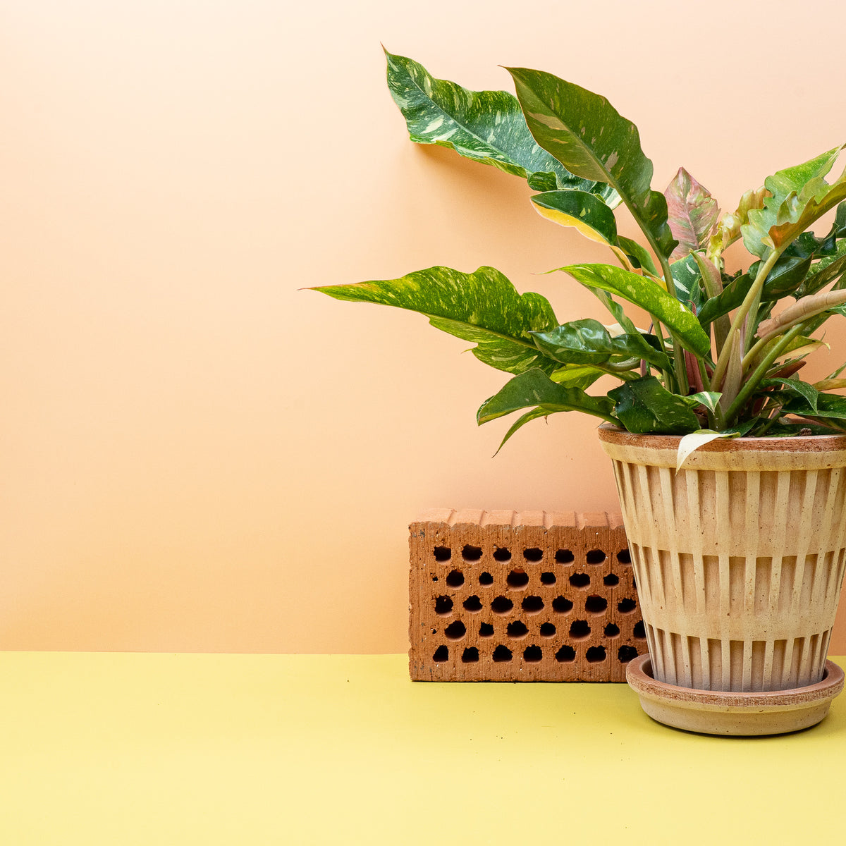 Philodendron Ring of Fire – Farbverlauf von Grün zu Gelb