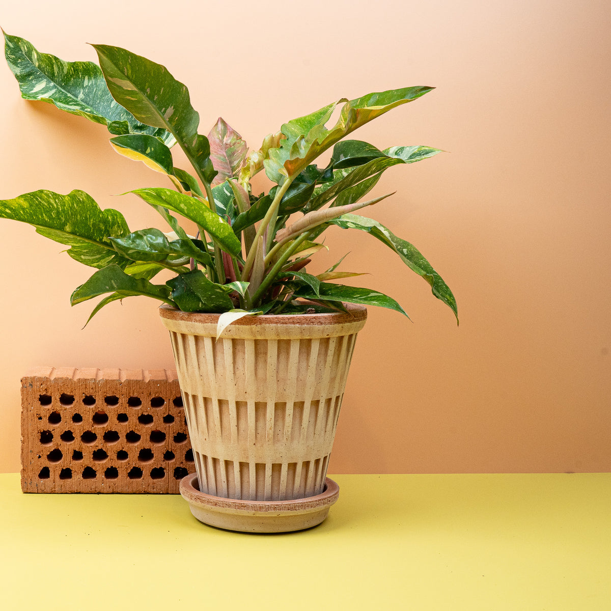 Philodendron Ring of Fire – Ansicht 14