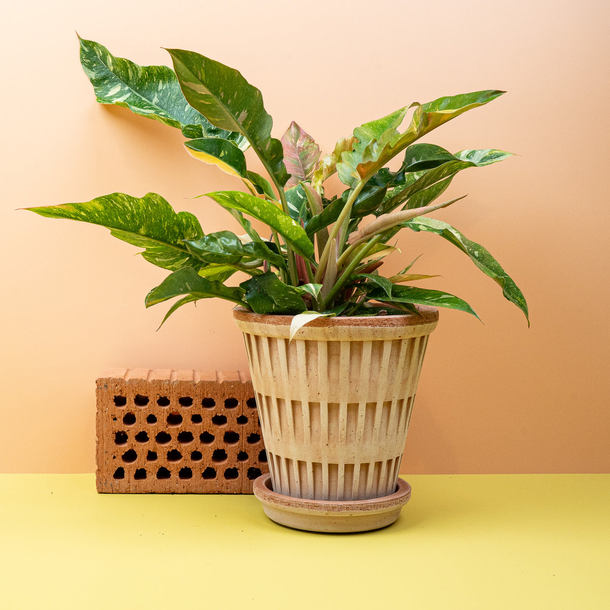 Philodendron Ring of Fire – Ansicht 13