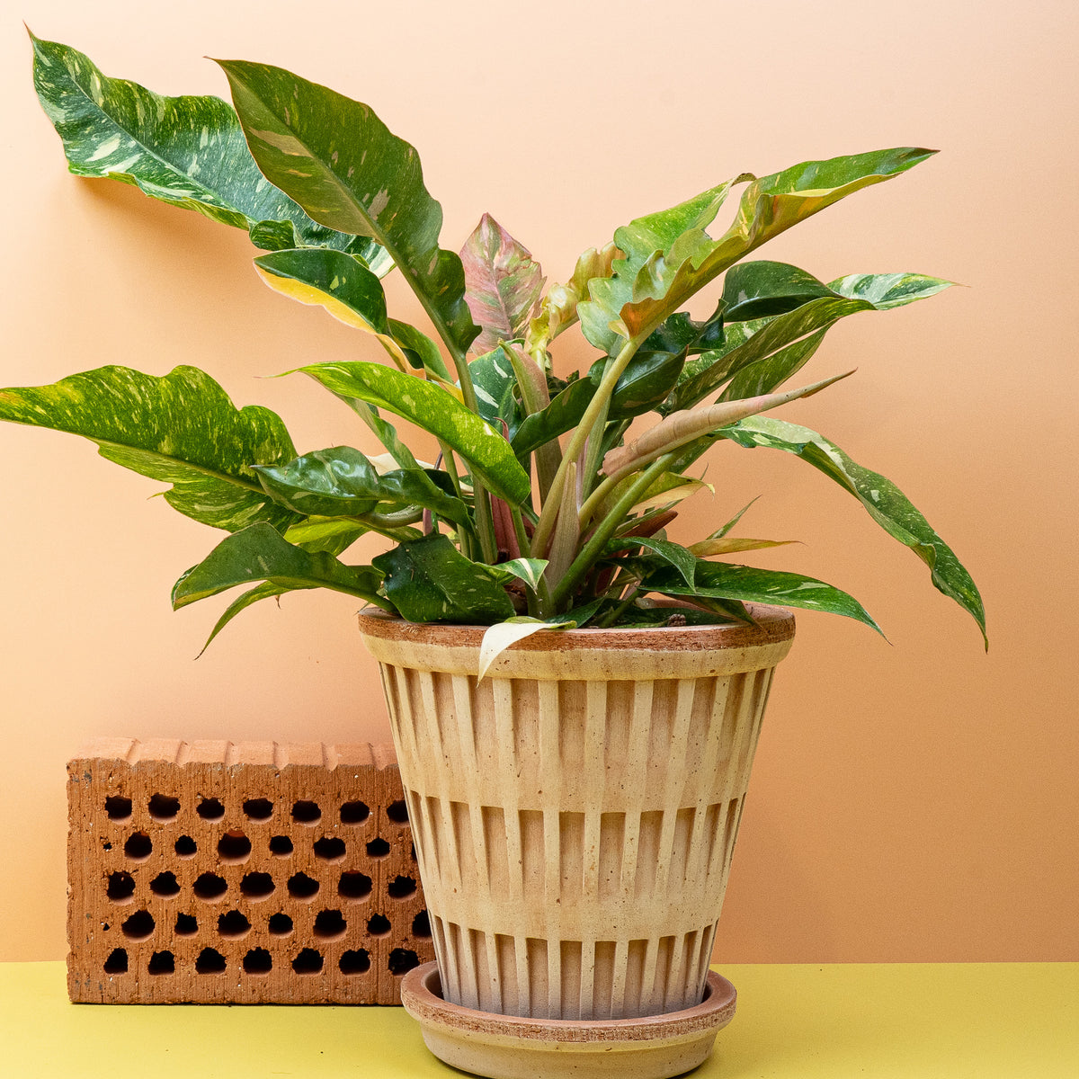 Philodendron Ring of Fire – Ansicht 15