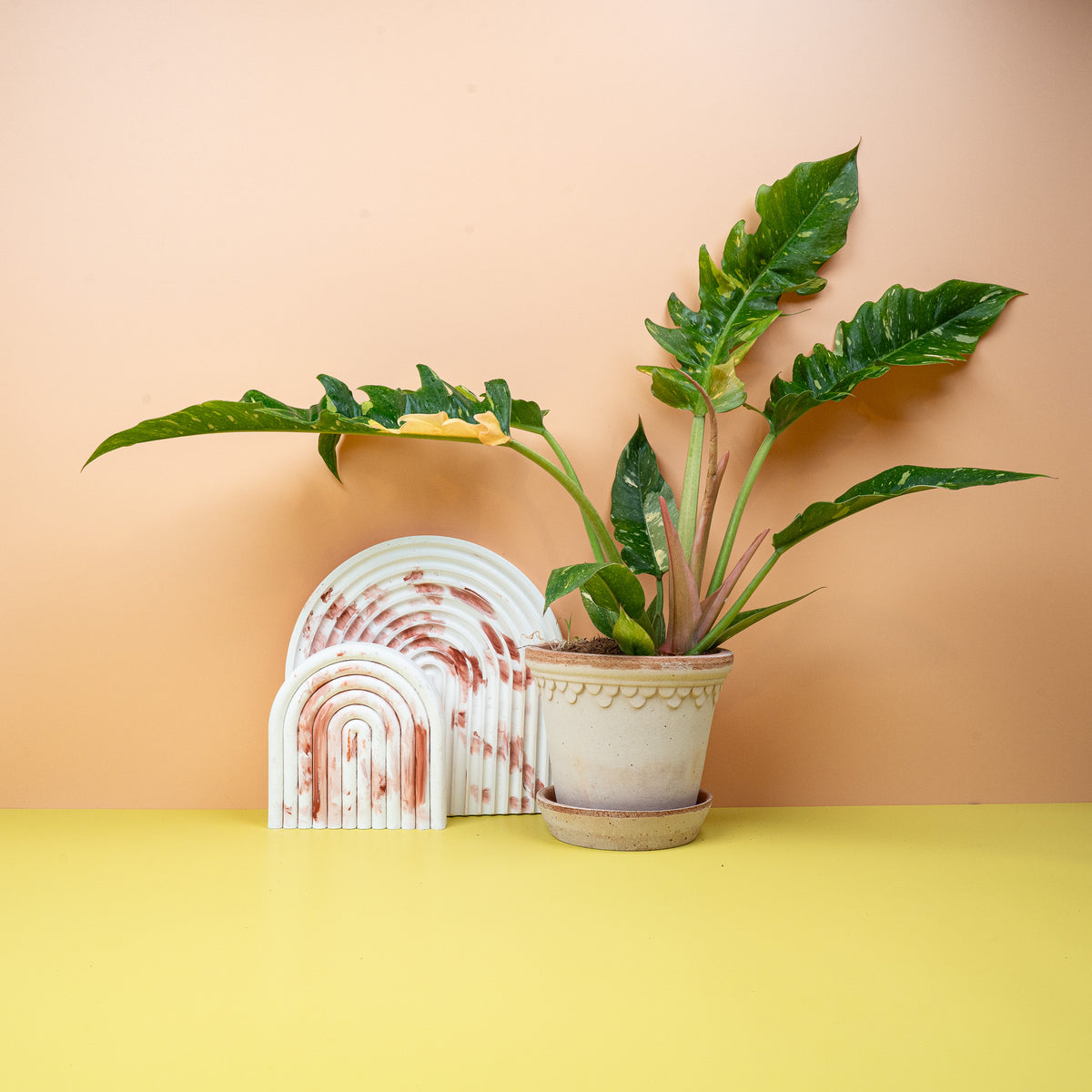 Philodendron Ring of Fire, Grün-Creme-Gelb-Orange-Panaschierung