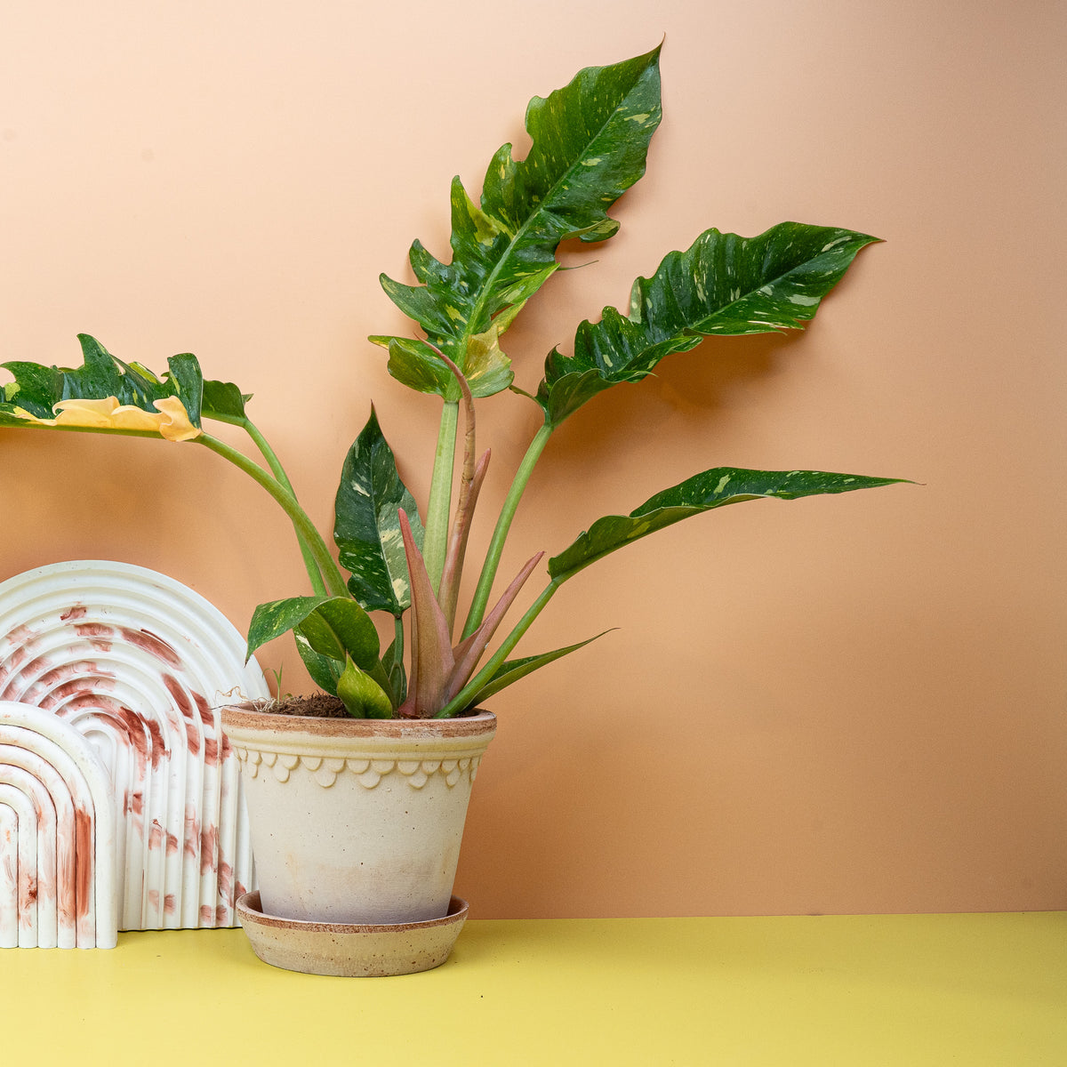 Philodendron Ring of Fire – tief eingeschnittene Blätter
