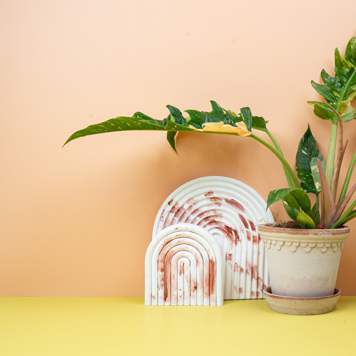 Philodendron Ring of Fire, individuelle Blattzeichnung