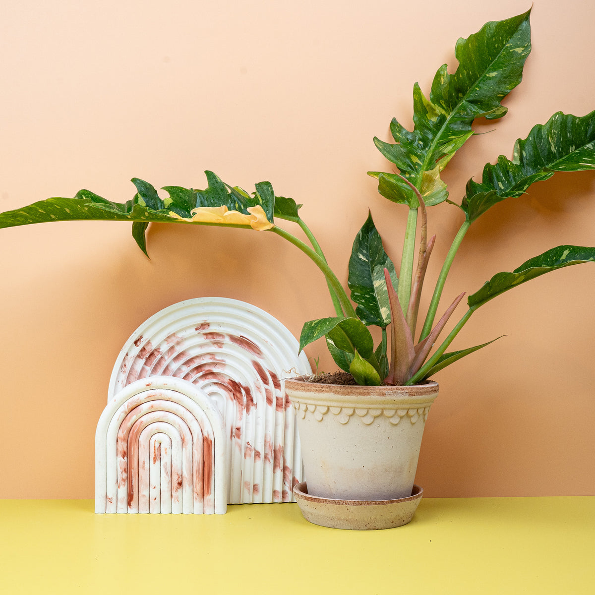 Philodendron Ring of Fire – Zimmerpflanze mit Farbverlauf – potflourri