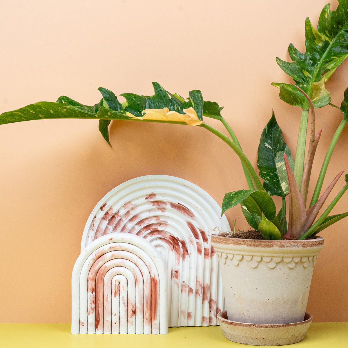 Philodendron Ring of Fire – exklusive Sammlerpflanze