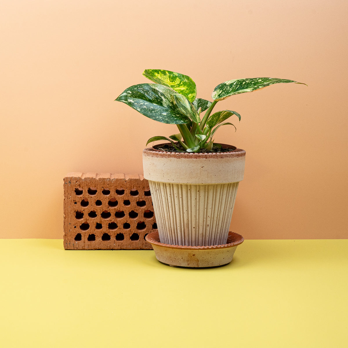 Philodendron Rojo Congo Variegata mit roten und cremefarbenen Blättern – potflourri
