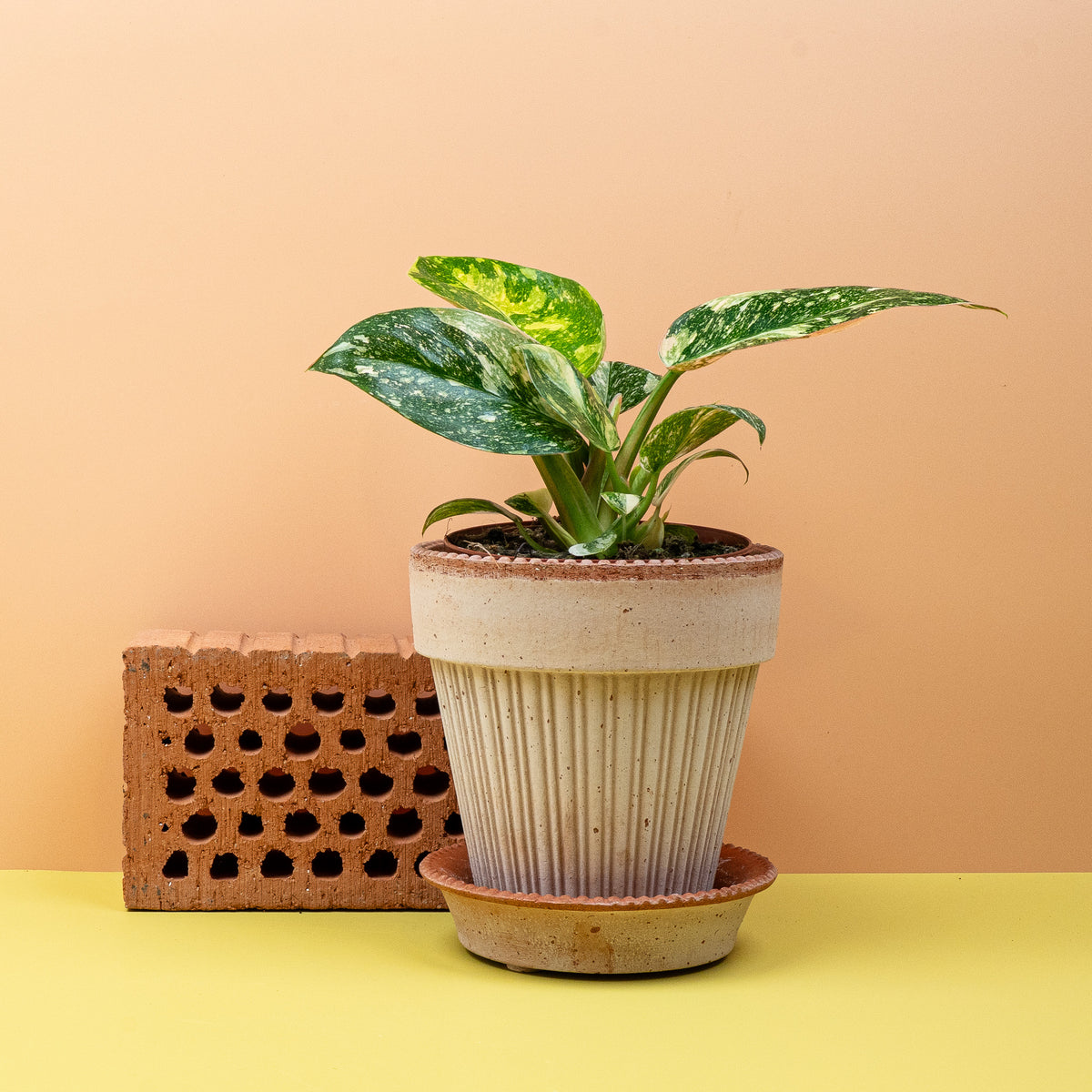 Individuelle Variegata-Musterung auf dunklem Blattgrund
