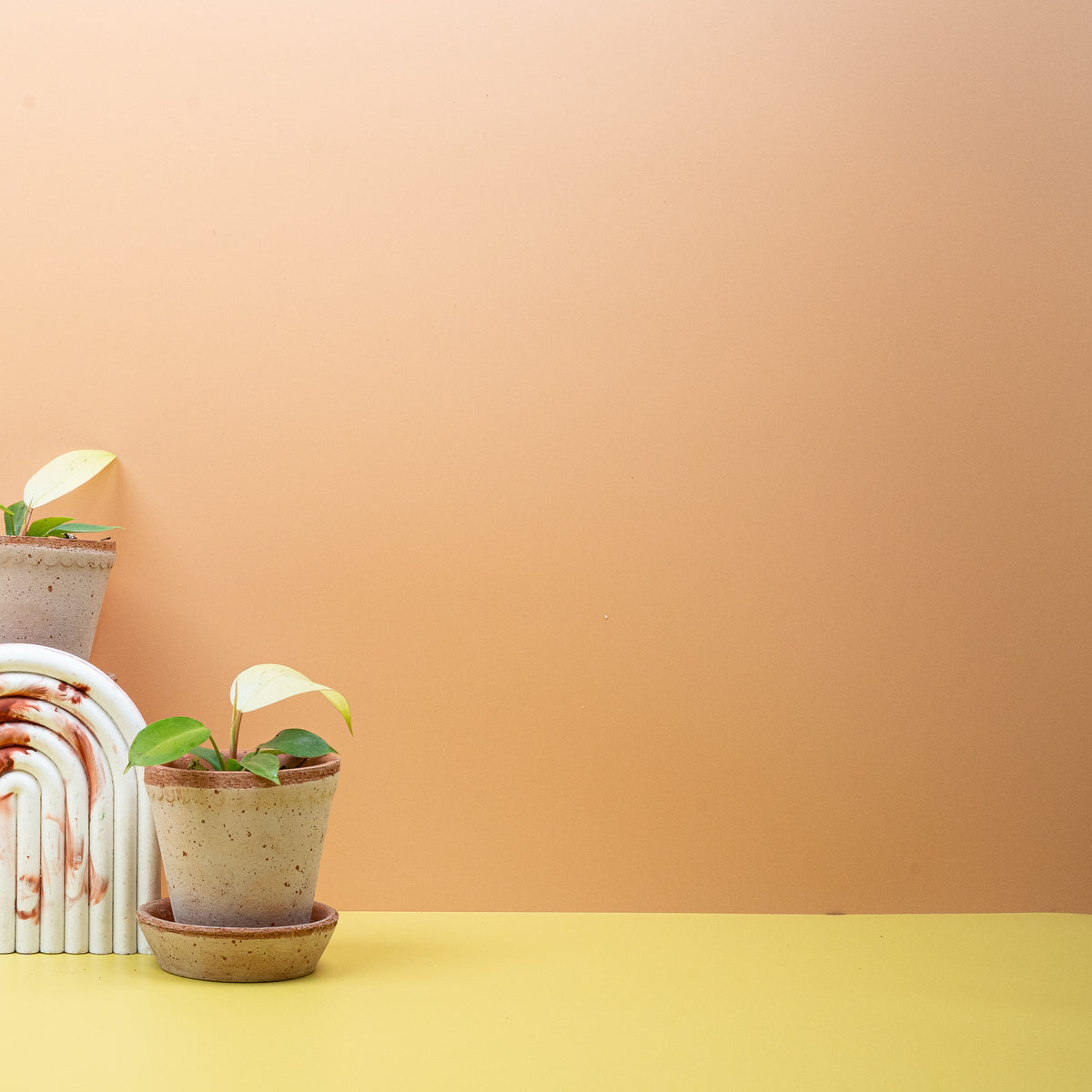 Philodendron Snowdrift, Gesamtwuchs der panaschierten Handelssorte