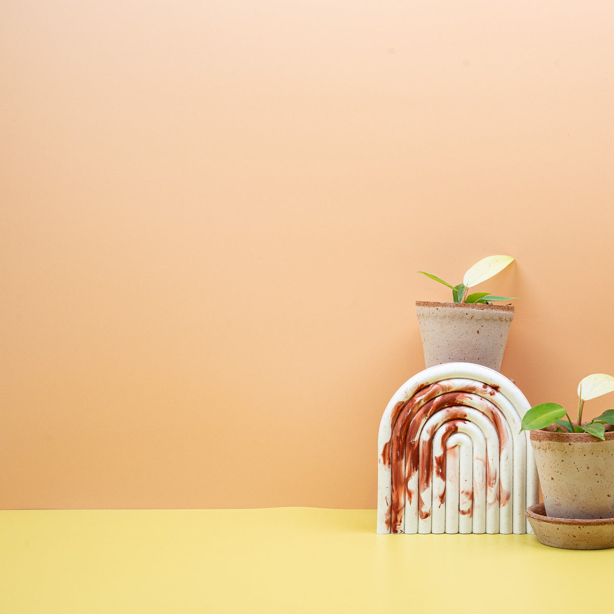 Philodendron Snowdrift, junges Blatt mit cremeweißem Austrieb – potflourri