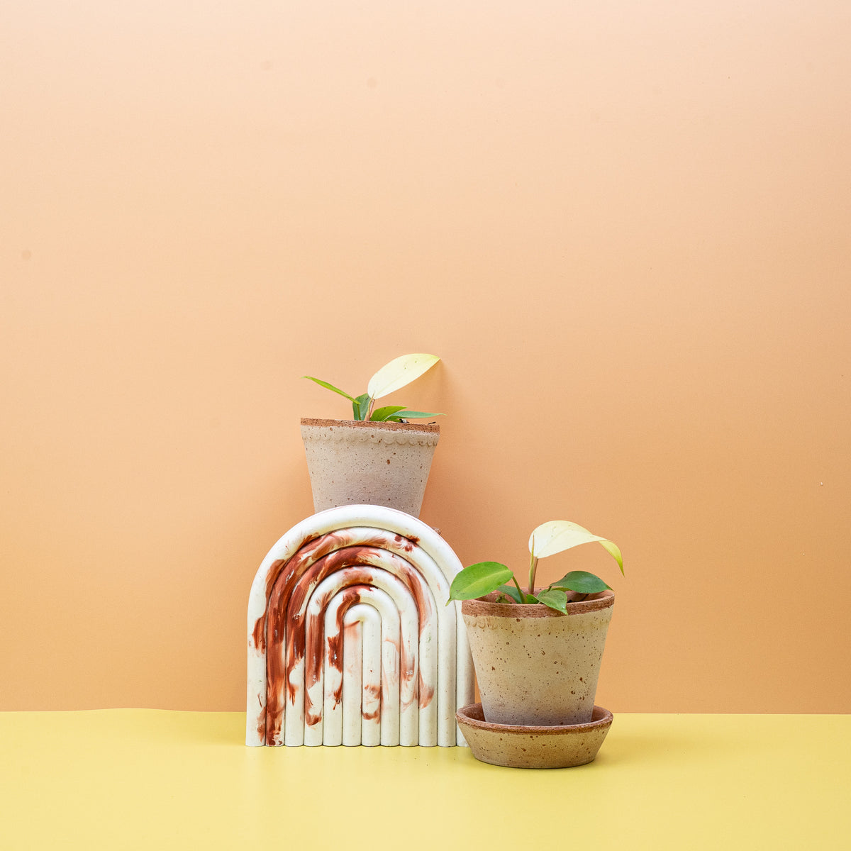 Philodendron Snowdrift im Topf, Blätter in Creme und Grün