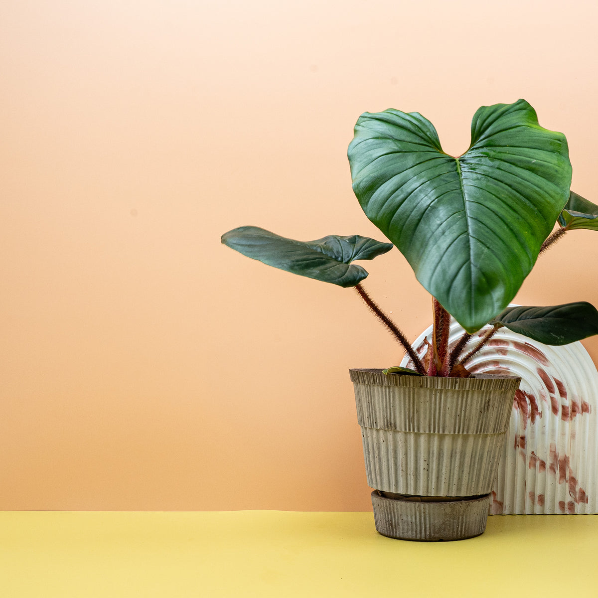Philodendron Squamicaule – Ansicht 10