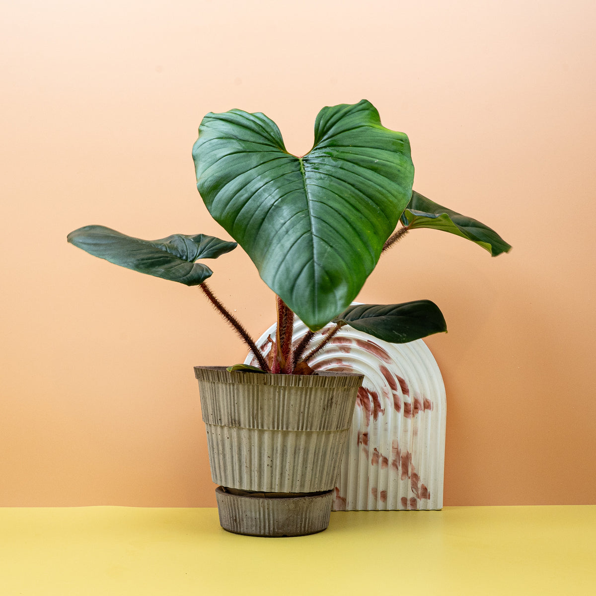 Philodendron Squamicaule – Ansicht 11