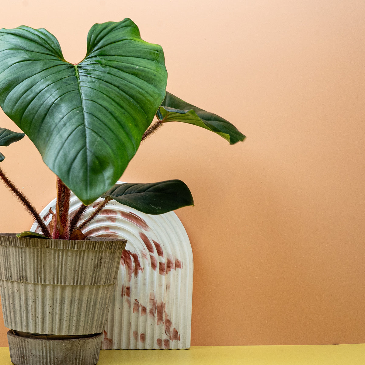 Philodendron Squamicaule – Ansicht 12