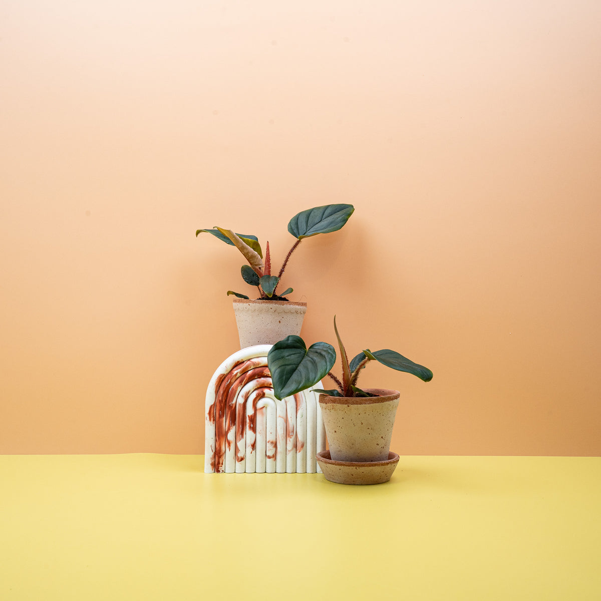 Philodendron Squamicaule – Ansicht 14