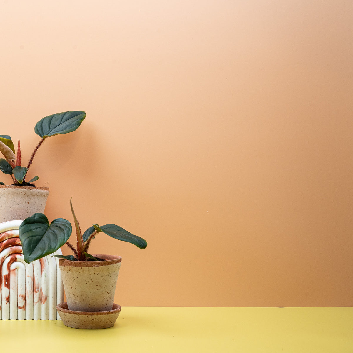 Philodendron Squamicaule – Ansicht 15