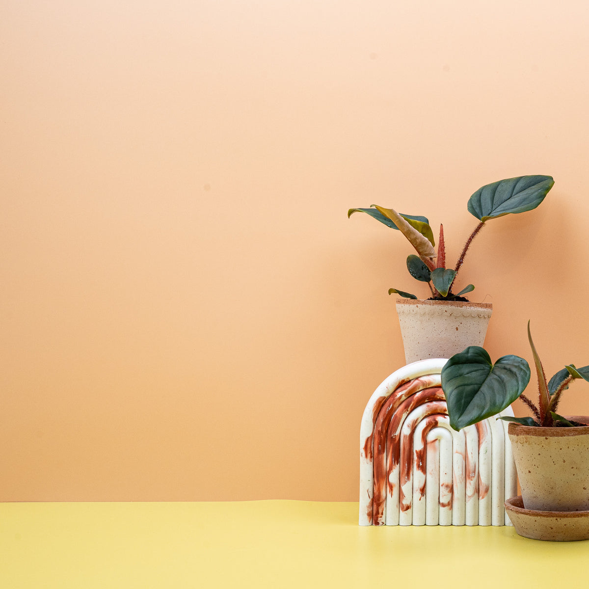 Philodendron Squamicaule – Ansicht 16