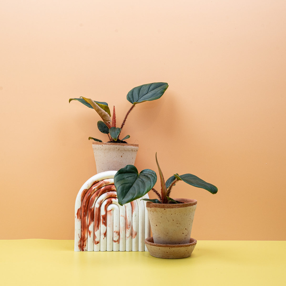 Philodendron Squamicaule – Ansicht 17
