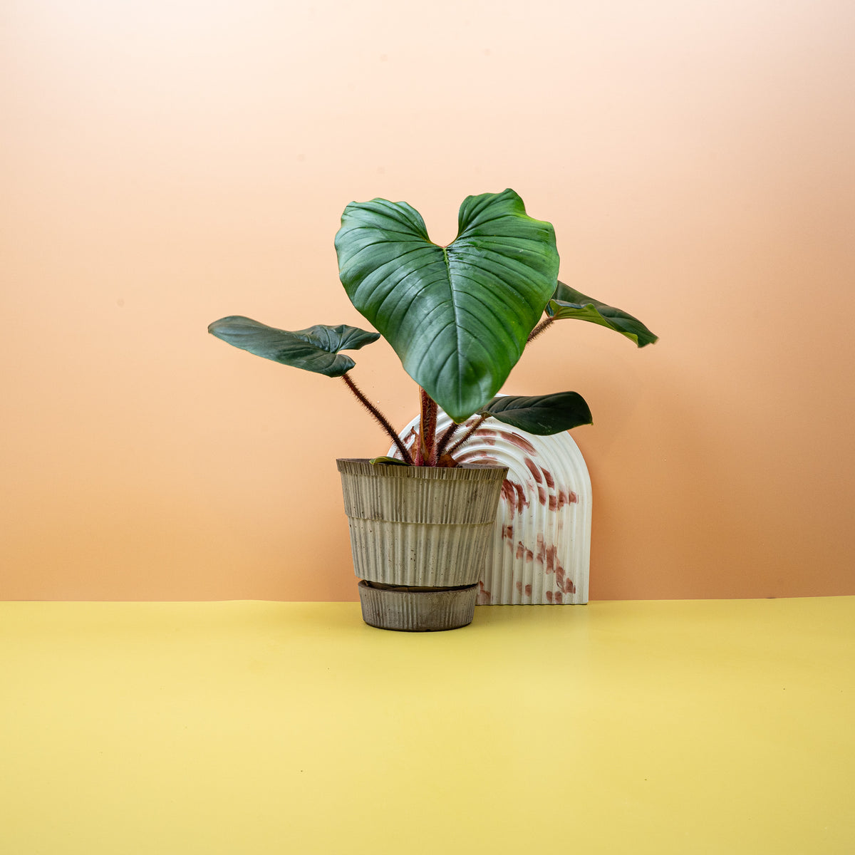 Philodendron Squamicaule – Ansicht 9