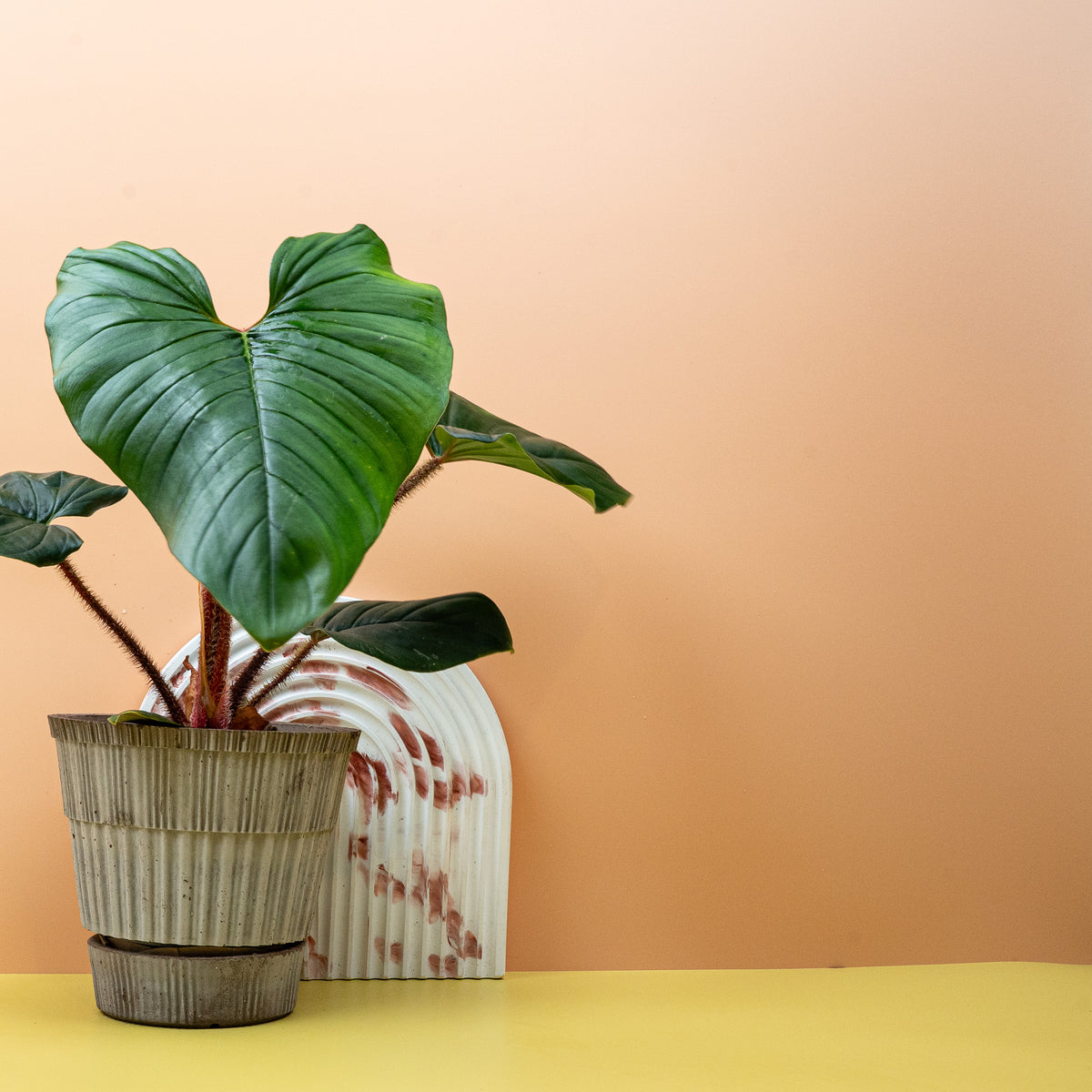 Philodendron Squamicaule – Ansicht 13