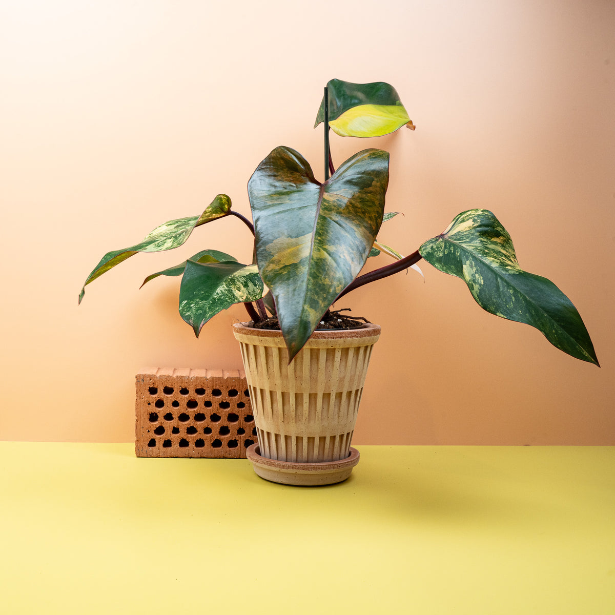 Philodendron Strawberry Shake – potflourri