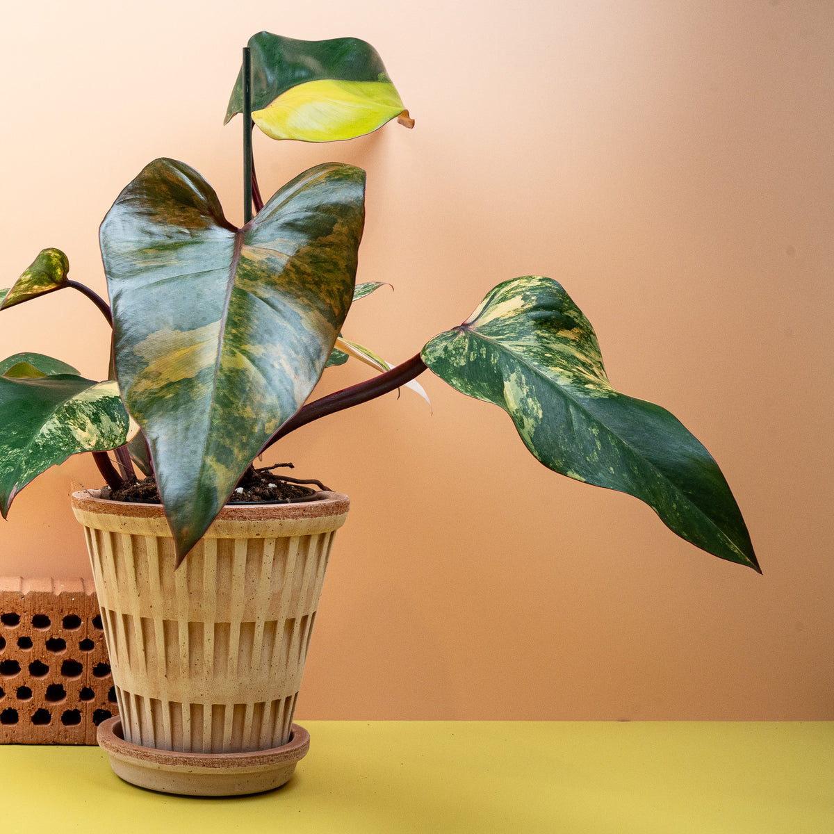 Besondere Blattfärbung des Philodendron Strawberry Shake