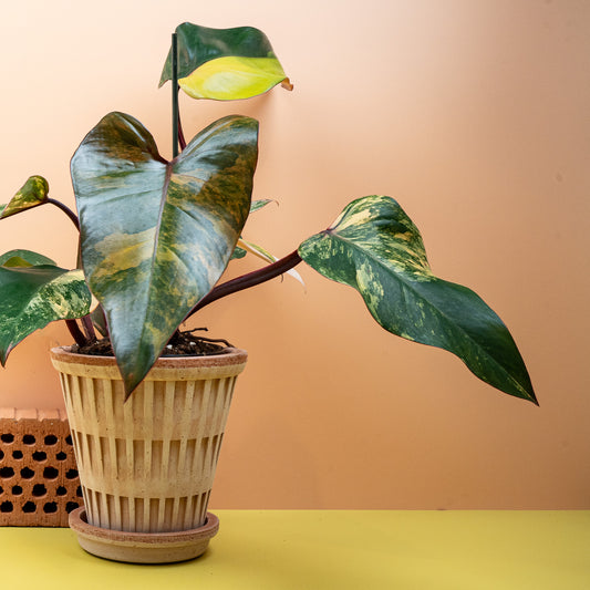Philodendron Strawberry Shake – potflourri