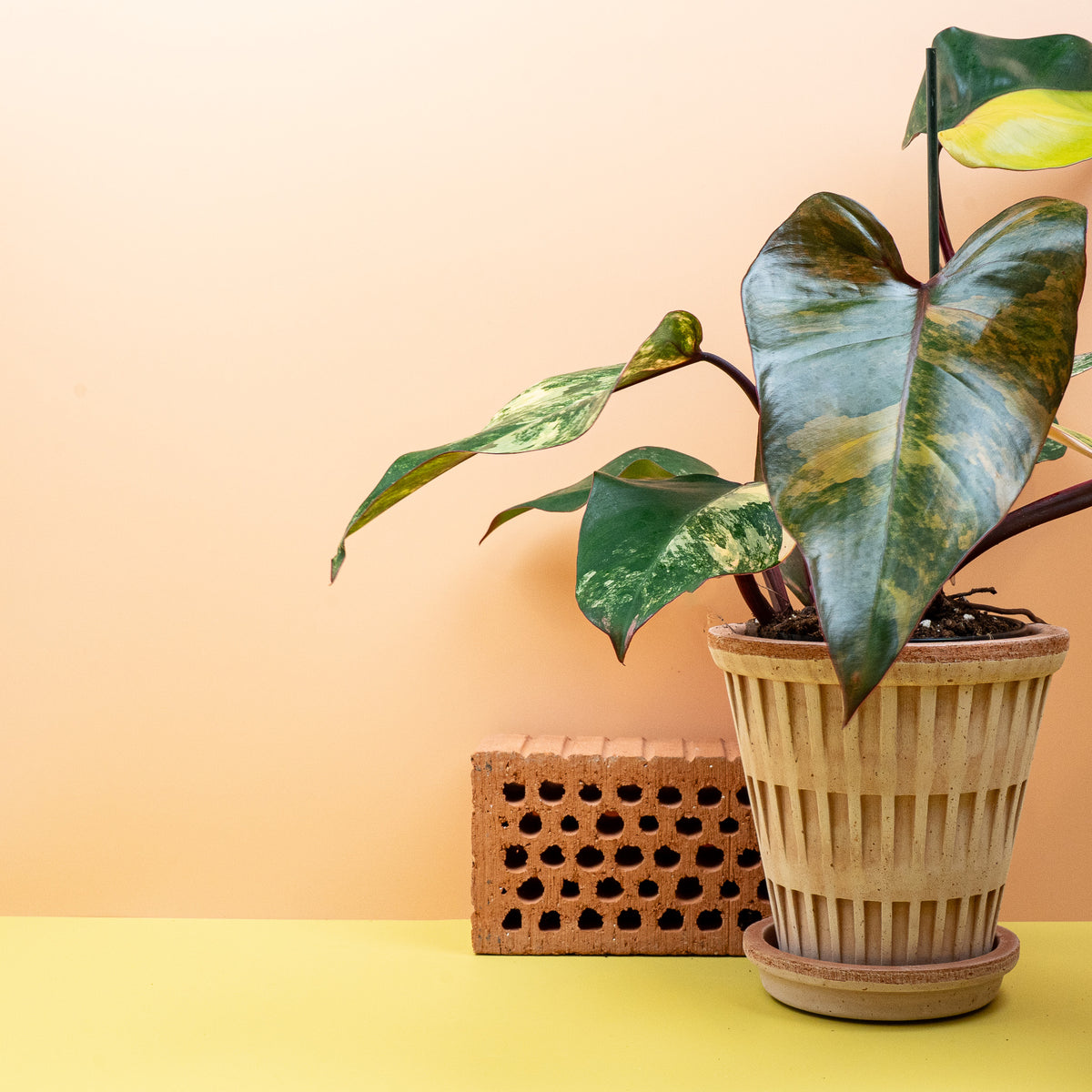 Philodendron Strawberry Shake als dekorative Sammlerpflanze